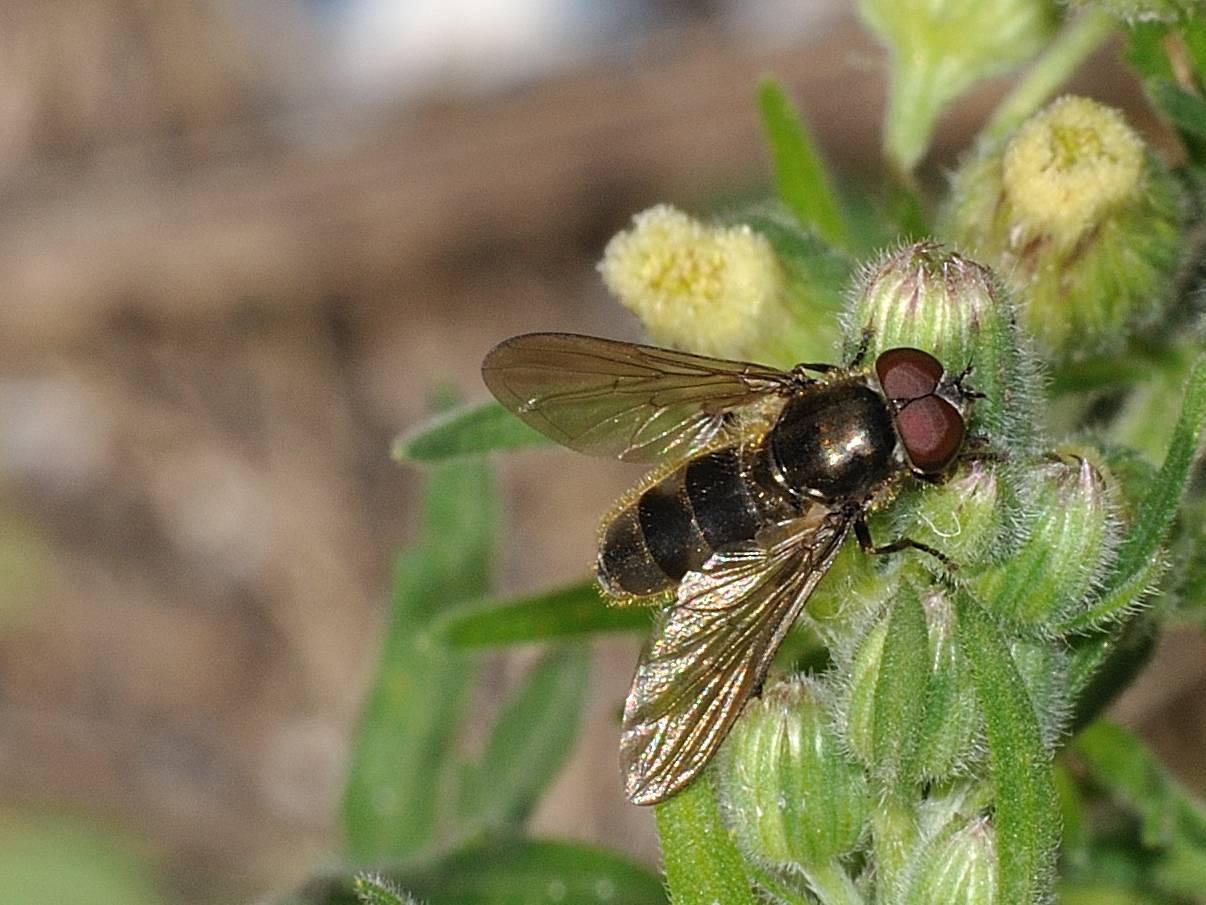 Cheilosia sp (Syrphidae)